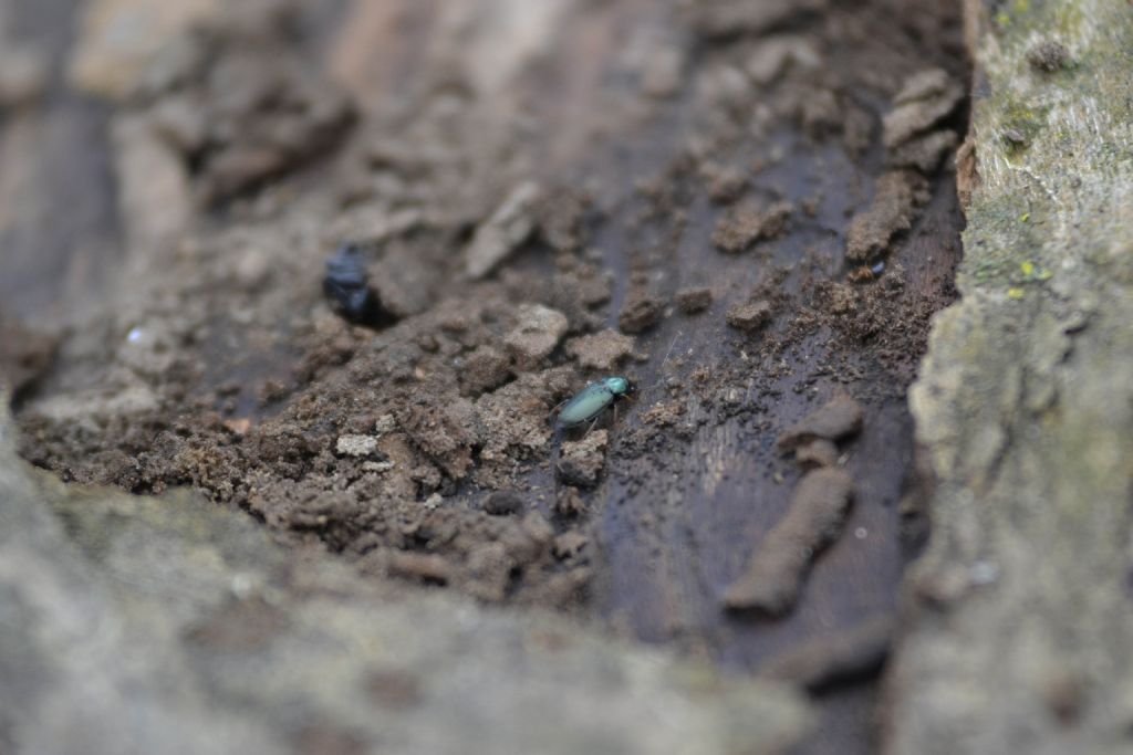 Piccolo carabide verde: Harpalus distinguendus (cf)